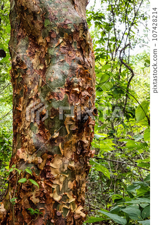 Tree with bee holes on the way to the Gruta da Lapa Doce cave, Chapada Diamantina in Bahia, Brazil. Tree with bee holes on the way to the Gruta da Lapa Doce cave, Chapada Diamantina in Bahia, Brazil. 107428214