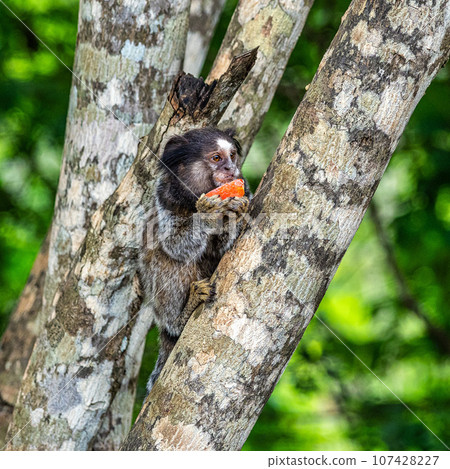 The black-tufted marmoset, Callithrix penicillata eating fruits at Itaete, Poco Encantado in Chapada Diamantina, Brazil. The black-tufted marmoset, Callithrix penicillata eating fruits at Itaete, Poco Encantado in Chapada Diamantina, Brazil. 107428227