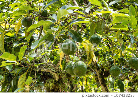 Trail to Dois Rios beach on Ilha Grande, Angra dos Reis, Rio de Janeiro, Brazil. Brazilian landscape. 107428253