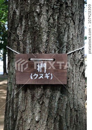 Oak oak is attracting attention due to oak withering caused by oak beetle Oak oak is attracting attention due to oak withering caused by oak beetle 107428309
