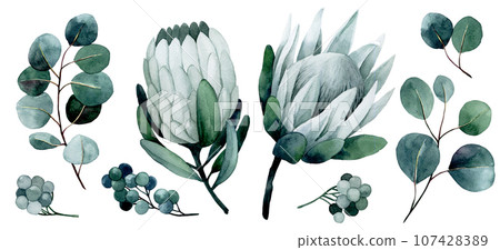 watercolor drawing set of tropical flowers and leaves. protea and eucalyptus leaves 107428389