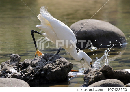 一隻小蒼鷺（白鷺）在池塘裡抓蝦吃 107428550
