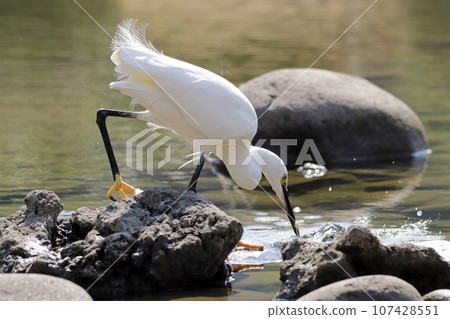 一隻小蒼鷺（白鷺）在池塘裡抓蝦吃 107428551