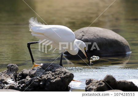 一隻小蒼鷺(白鷺)在池塘裡抓蝦吃 一隻小蒼鷺(白鷺)在池塘裡抓蝦吃 107428553