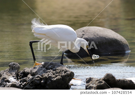 一隻小蒼鷺（白鷺）在池塘裡抓蝦吃 107428554
