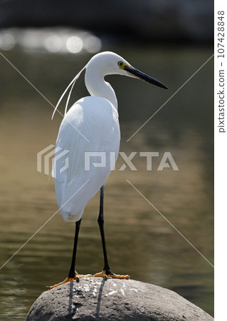 Rear view of a little egret standing on a rock in a pond Rear view of a little egret standing on a rock in a pond 107428848