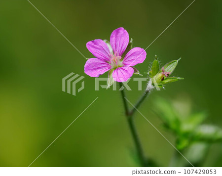 深粉紅色源野祥子 深粉紅色源野祥子 107429053