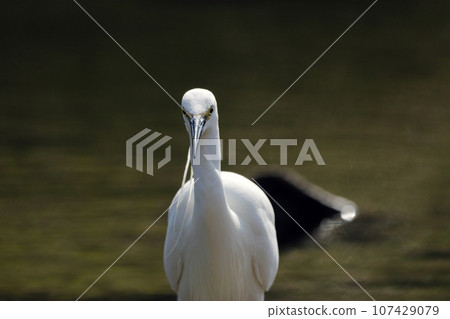 Close-up of the front face of a little egret (white egret) 107429079