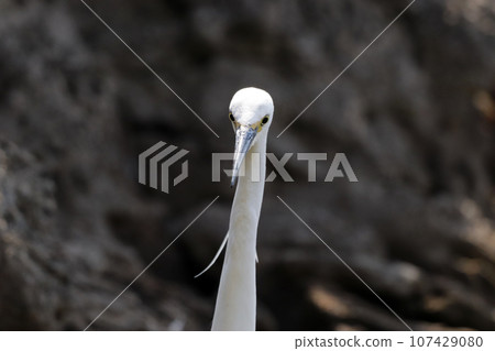 Close-up of the front face of a little egret (white egret) 107429080