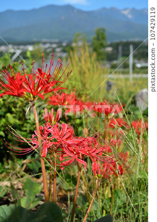Red spider lily at Reigakuji Temple and the Central Alps 107429119