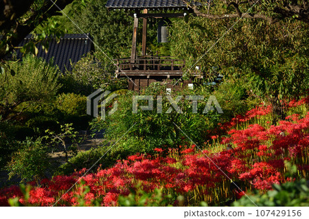 Mineyamaji的群集孤挺花 Mineyamaji的群集孤挺花 107429156