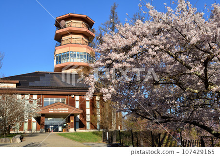 阿爾卑斯公園櫻花與展望台 阿爾卑斯公園櫻花與展望台 107429165