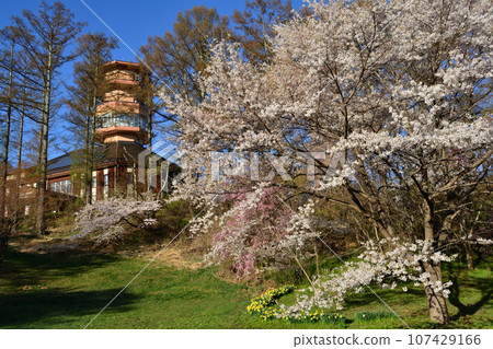 阿爾卑斯公園櫻花與展望台 阿爾卑斯公園櫻花與展望台 107429166