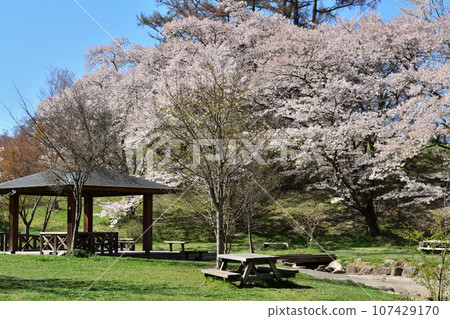 阿爾卑斯山公園的櫻花 107429170