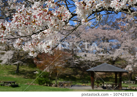 阿爾卑斯山公園的櫻花 阿爾卑斯山公園的櫻花 107429171