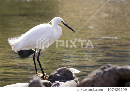 一隻小白鷺(白鷺)站在水邊 一隻小白鷺(白鷺)站在水邊 107429299