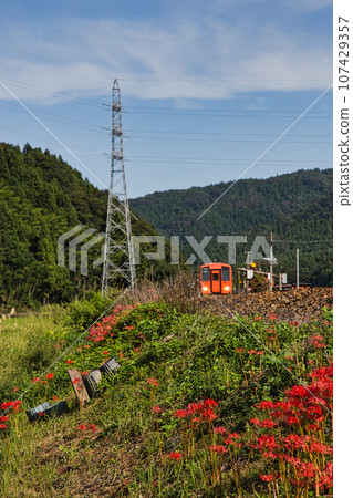 Red spider lily blooming at the ruins of Nishiyama Koshoji Temple 107429357
