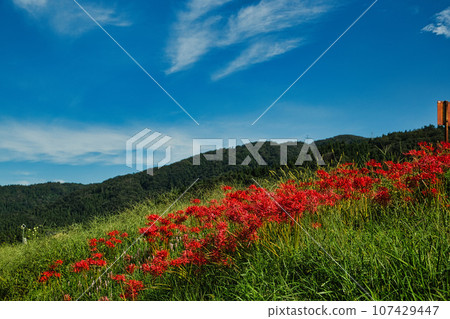 Red spider lily blooming at the ruins of Nishiyama Koshoji Temple 107429447