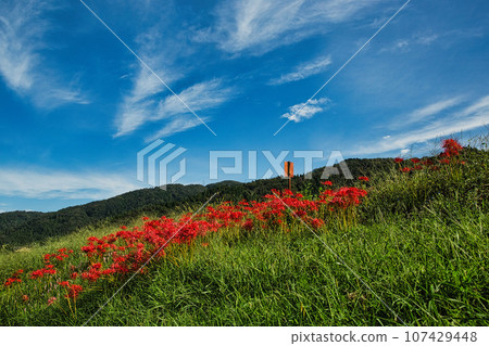 Red spider lily blooming at the ruins of Nishiyama Koshoji Temple 107429448