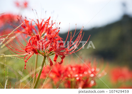 西山興勝寺遺址盛開的紅蜘蛛百合 西山興勝寺遺址盛開的紅蜘蛛百合 107429459