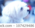 Puppy staring at one point 107429486