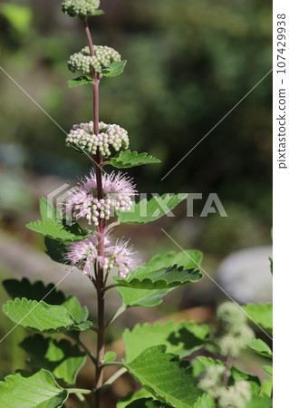 秋天花園裡盛開的粉紅丹菊花 107429938