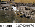 A little egret (white egret) landing on a pond 107429979