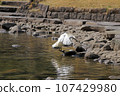 A little egret (white egret) landing on a pond 107429980