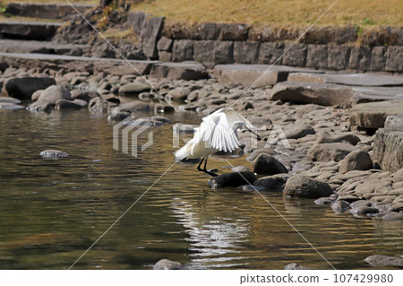 一隻小白鷺(白鷺)降落在池塘上 一隻小白鷺(白鷺)降落在池塘上 107429980