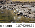 A little egret (white egret) landing on a pond 107429981