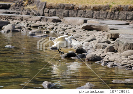 A little egret (white egret) landing on a pond 107429981