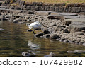 A little egret (white egret) landing on a pond 107429982