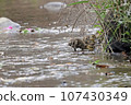 Spot-billed duck chick searching for food near the water 107430349