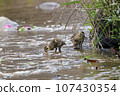 Spot-billed duck chick searching for food near the water 107430354