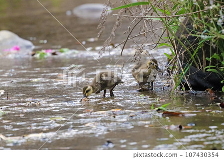 斑嘴鴨雛在水邊尋找食物 斑嘴鴨雛在水邊尋找食物 107430354