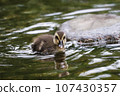 Baby duck swimming in the pond 107430357