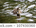 Baby duck swimming in the pond 107430360