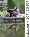 Spot-billed duck parent hides its young under its wings 107430497