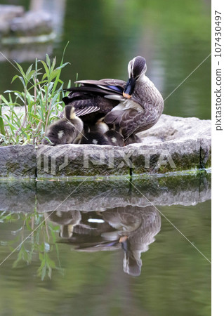 Spot-billed duck parent hides its young under its wings Spot-billed duck parent hides its young under its wings 107430497