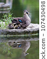 Spot-billed duck parent hides its young under its wings 107430498