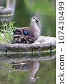 Spot-billed duck parent hides its young under its wings 107430499