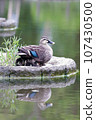 Spot-billed duck parent hides its young under its wings 107430500