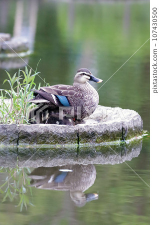 Spot-billed duck parent hides its young under its wings 107430500