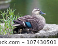 Spot-billed duck parent hides its young under its wings 107430501