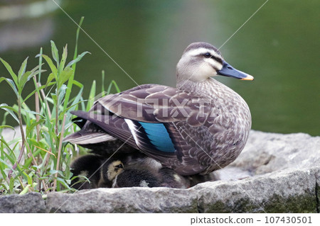 Spot-billed duck parent hides its young under its wings 107430501