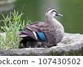Spot-billed duck parent hides its young under its wings 107430502