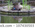 Spot-billed duck parent hides its young under its wings 107430503