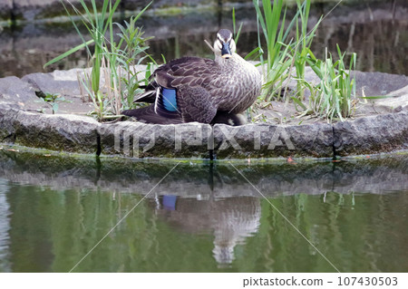 Spot-billed duck parent hides its young under its wings 107430503