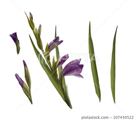 Watercolor gladioluses plant, hand drawn digital floral illustration, set of flowers, buds and leaves. Isolated on a white background for greeting, invitations, birthday cards, prints, flyer, stickers 107430522