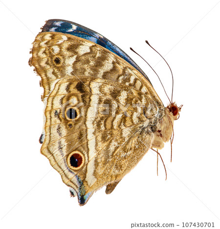 Butterfly isolated on white background. Junonia rhadama 107430701